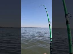 Blue catfish ALWAYS bite like this!!  #fishing #catfishingatthelakes #catfishbait #catfish #shorts