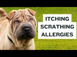 Solving Shar Pei Allergies - Best Diet For Itching