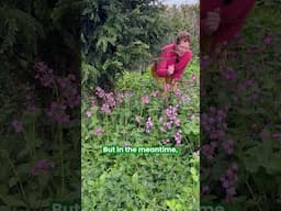 Self seeding Red Catchfly, Silene dioica (zones 5 to 8) #gardening