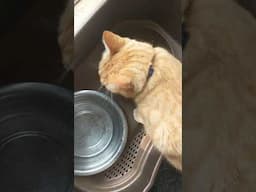 Orange Cat - Water Bowl