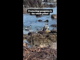 Protecting Humboldt penguins is what we do! 🐧