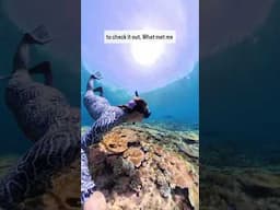 there was a giant black shape on the Great Barrier Reef #freediving