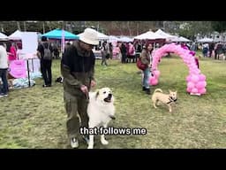 I Went To A Dog Event And All The Dogs Were Behaving Like This..