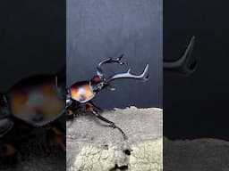 スペキオススシカクワガタRhaetulus crenatus speciosus