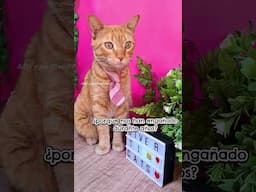 este nuevo descubrimiento pone a todos los gatos con muchas dudas! Como se llama tu karen? 🫵🤣😹