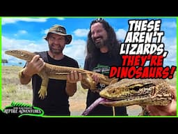 GIANT MONITOR LIZARDS IN AUSTRALIA!