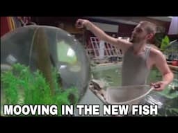 The Globe Tank has New Inhabitants and Many More fish Moved to New Home