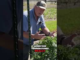 Why Is Foliage on Tomato Plants So Important? #growhoss #growyourownfood #gardening #shorts