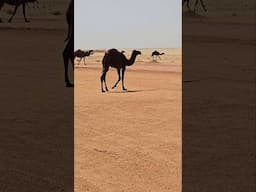 Camels of the Saudi Desert