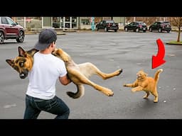 When You Need a Dog for Protection but Get a Comedian