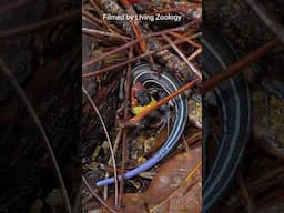 Colorful snake constricts and eats a lizard