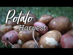 Potato Harvest