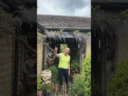 Wisteria Envy  #wisteria #garden #climbing #blossom #floweringplants #shelter #south #climate #east