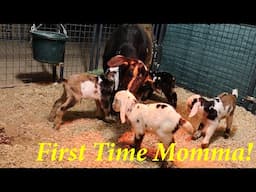 First Time Momma Goats w/Triplets and Quads! | Live Goat Birth | Mini Nubian Goats