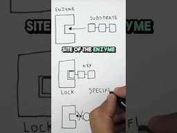 Lock & Key Theory of Enzymes GCSE Revision in 30 SECONDS 🔥