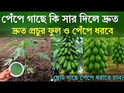 পেঁপে গাছে কি সার দিলে - দ্রুত প্রচুর ফুল ও পেঁপে ধরবে - ছোট গাছে পেঁপে ধরাতে চান? পেঁপে চাষ পদ্ধতি