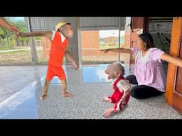 CUTIS Recklessly Brings Stranger Home – Mom and Baby Monkey Panic, Scream in Anger😤