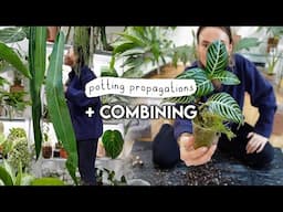Potting Up Propagations + Combining Plants to Downsize 🌿