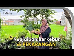 Maksimalkan Pekarangan Rumah dengan Tanam Sayur Organik