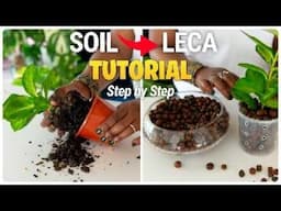 Moving Houseplants from Soil to LECA: A Step-by-Step Guide