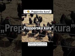 🐓👩‍🌾 „Pepperska kura!” #rolnictwo #preppers #kury #rolniczka #nawsi #żywność #ogrodnictwo