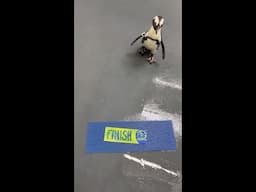 Penguin Marathon 2025 🏁