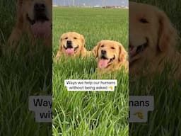 Our dogs help us a lot 😂 #dogs #leofucarev