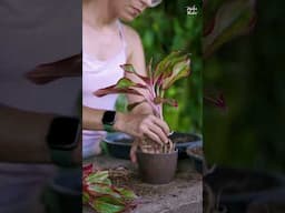 Aglaonema em vaso