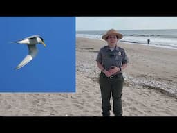 Shorebirds and Seabirds at Edisto Beach State Park