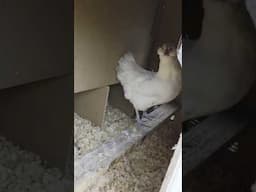Cleaning the Coop with GrubTerra