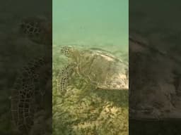 Skip work, go surfing with turtles instead 🐢🌊⁠
