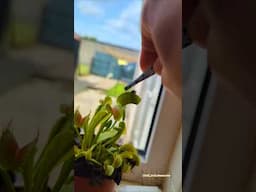 Feeding my Little fly trap!
