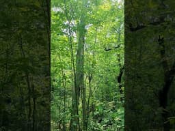 15 Seconds of Nature (Wood Pecker)