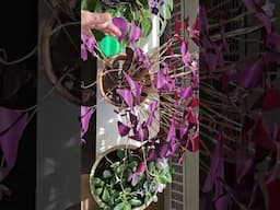 Fabulous Oxalis!