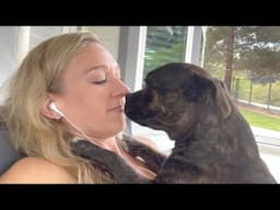 Our Staffordshire Bull Terrier Loves Everyone... But She Adores Her 💕