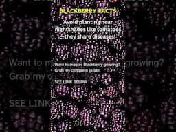 Little Known Blackberry Facts #9  -  #BlackberryFacts #GardeningTips #GrowYourOwn