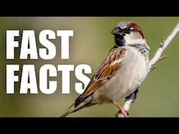 Fascinating Facts about House Sparrows!