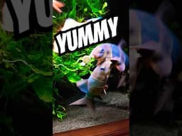 This FISH FOOD is YUMMY #exoticaquariumfish #fishaquarium #fishtank #aquarium #aquaticpets #fish