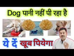 क्या आप का पानी नहीं पी रहा 😇 Dog Pani na Piye to kya karen / dog pani nahi pi raha hai