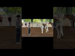 What the experts say about disrespect. #horse #fyp #buckaroo #horselife #carsonjames #hobby