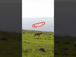 The SOUND of this bullet impact😳