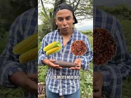 Chapin crea MAIZ CON SABOR A CHILE COBANERO