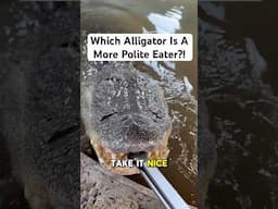 Which Alligator Is A More Polite Eater?! 🤔🐊#shorts #alligator