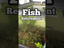 #Aquarium #Fish Deserve a #Nice #Retirement after Being So Busy Through the Years #Breeding