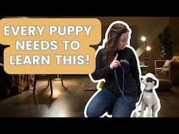 Getting Started With An 8 Week Old Puppy