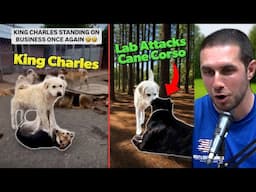 Dog Trainer Reacts to KING CHARLES and Viral Dog Moments