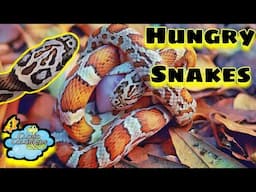 Some of my favorite snakes. Feeding, rodents, and more.