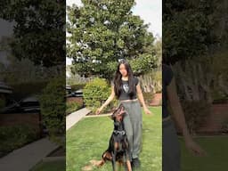 Draco standing on business😤 #doberman #dogtraining #dog