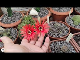 ATUALIZAÇÃO DA ESTUFA DE SUCULENTAS ALGUMAS PERDAS😢 morenaflor e cactos 🌵