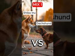 Shiba Inu VERSUS Dachshund, Welsh Corgi and Poodle Mix #dogs #shibainu #hybrid #aiart #dachshund
